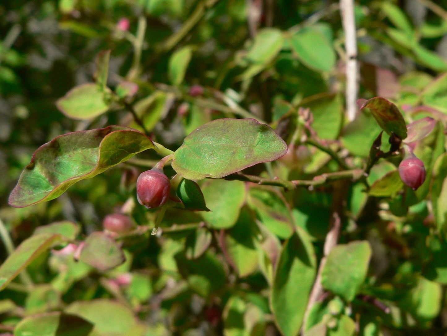 Red Huckleberry (Vaccinium parvifolium)