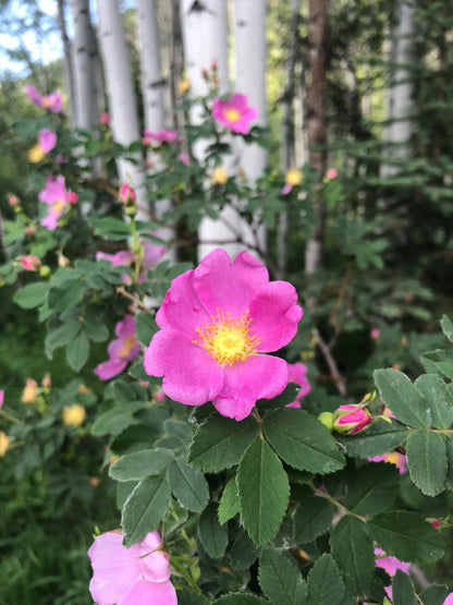 Woods Woods Rose (Rosa woodsii)