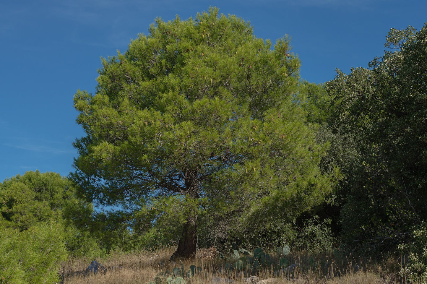 Aleppo Pine Jerusalem (Pinus halepensis)