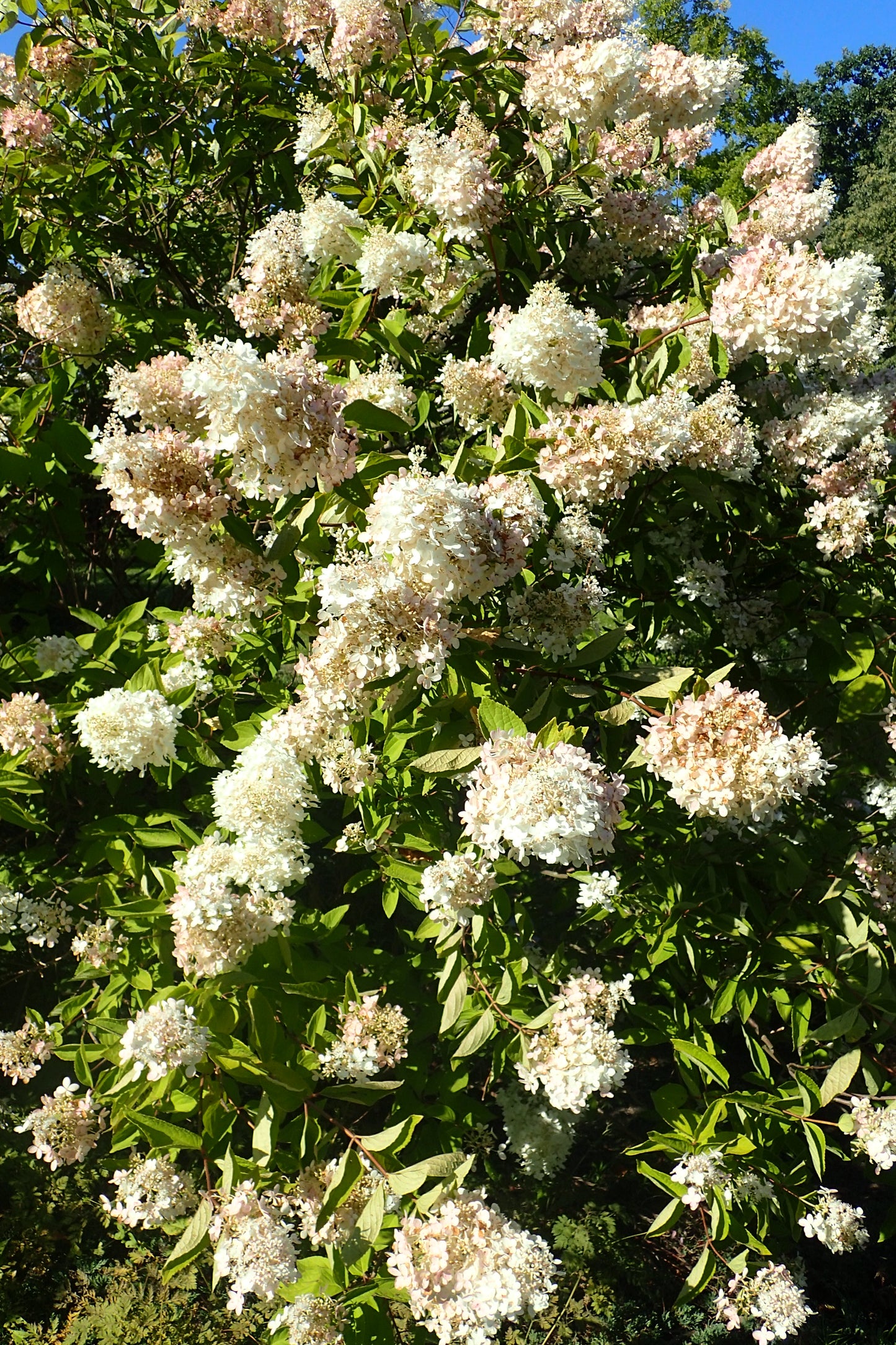 Pee Gee Hydrangea (Hydrangea paniculata 'Grandiflora')