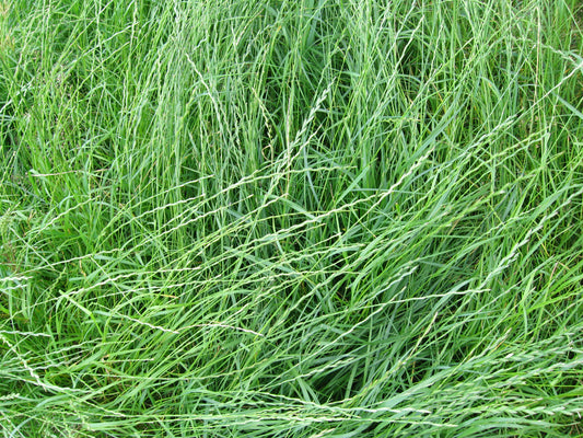 Perennial Ryegrass Tetra Perennial Ryegrass (Lolium perenne 'Tetra Sweet')