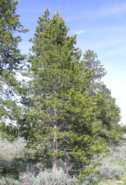 Lodgepole Pine Rocky Mountain Lodgepole Pine (Pinus contorta var. latifolia)