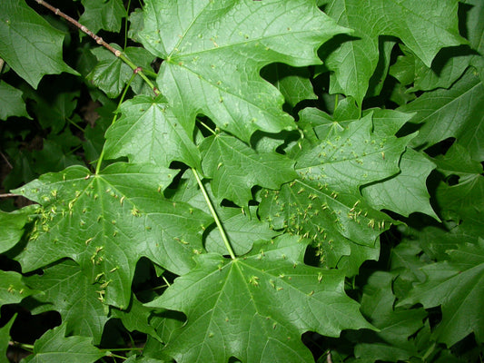 Spike Leafed Maple (Acer tetramerum)