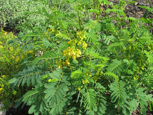 American Senna (Senna hebecarpa)