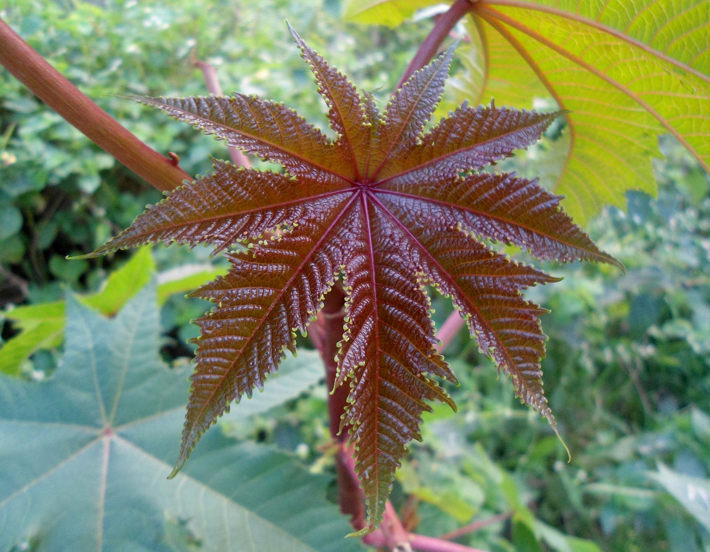 Castor Bean (Ricinus communis)