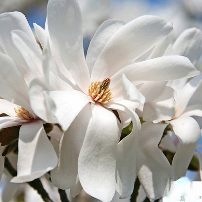 Loebner Magnolia (Magnolia x loebneri)