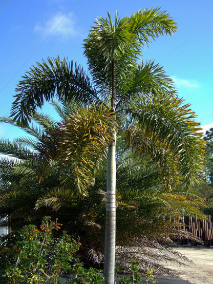 Foxtail Palm (Wodyetia bifurcata)