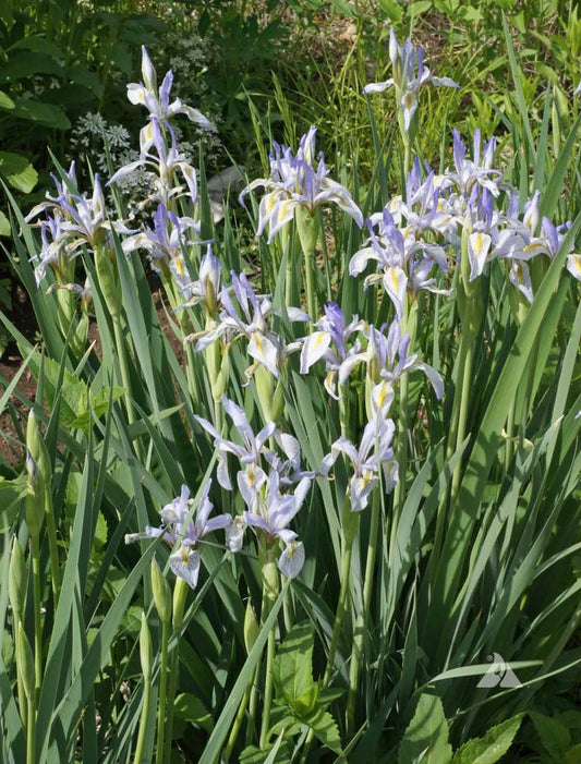 Rocky Iris (Iris missouriensis)