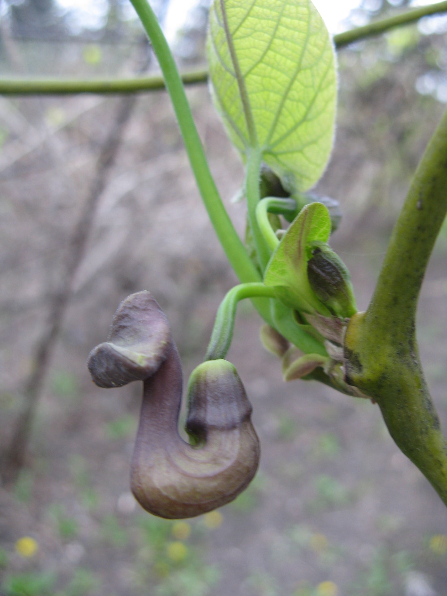 Chinese Aristolochia (Aristolochia manshuriensis)