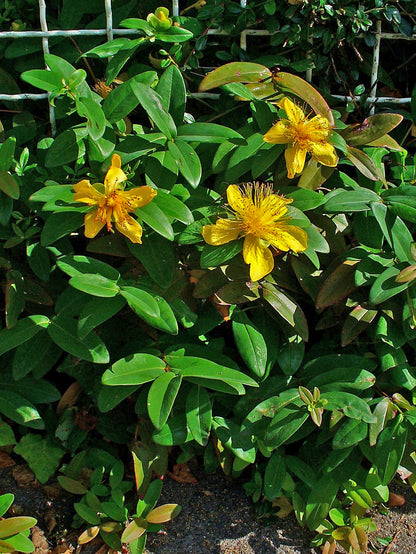 Aarons Creeping St Johnswort Goldflower Rose-of-sharonwort (Hypericum calycinum)