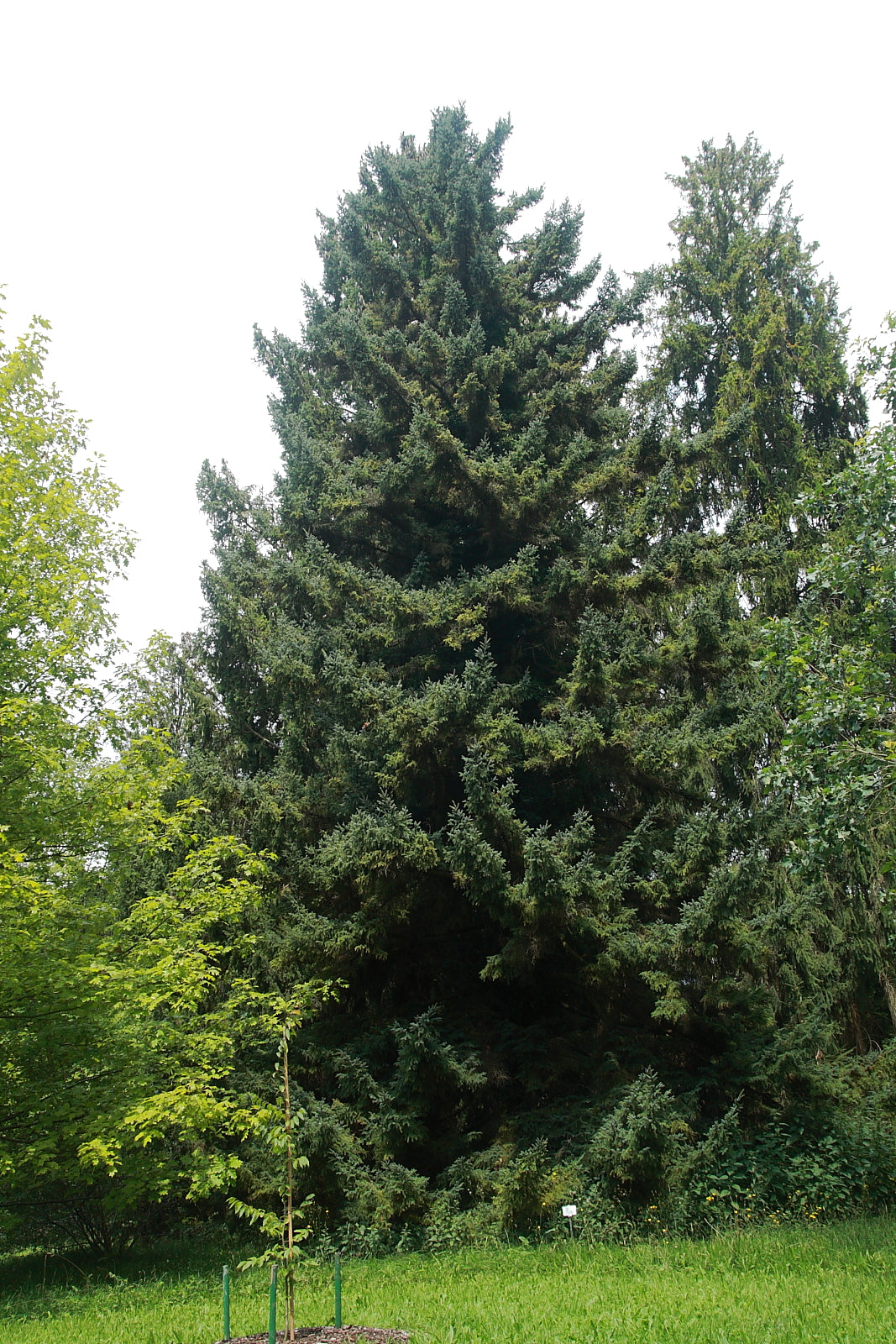 Sachalin Spruce Sakhalin Spruce (Picea glehnii)