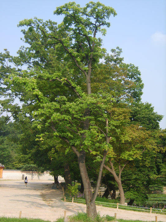 Bee-bee Tree (Tetradium daniellii)