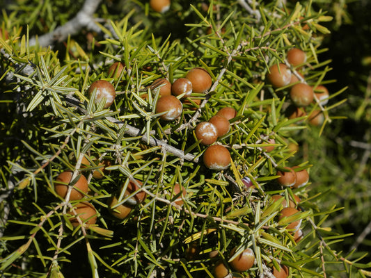 Cade Juniper Juniper (Juniperus oxycedrus)