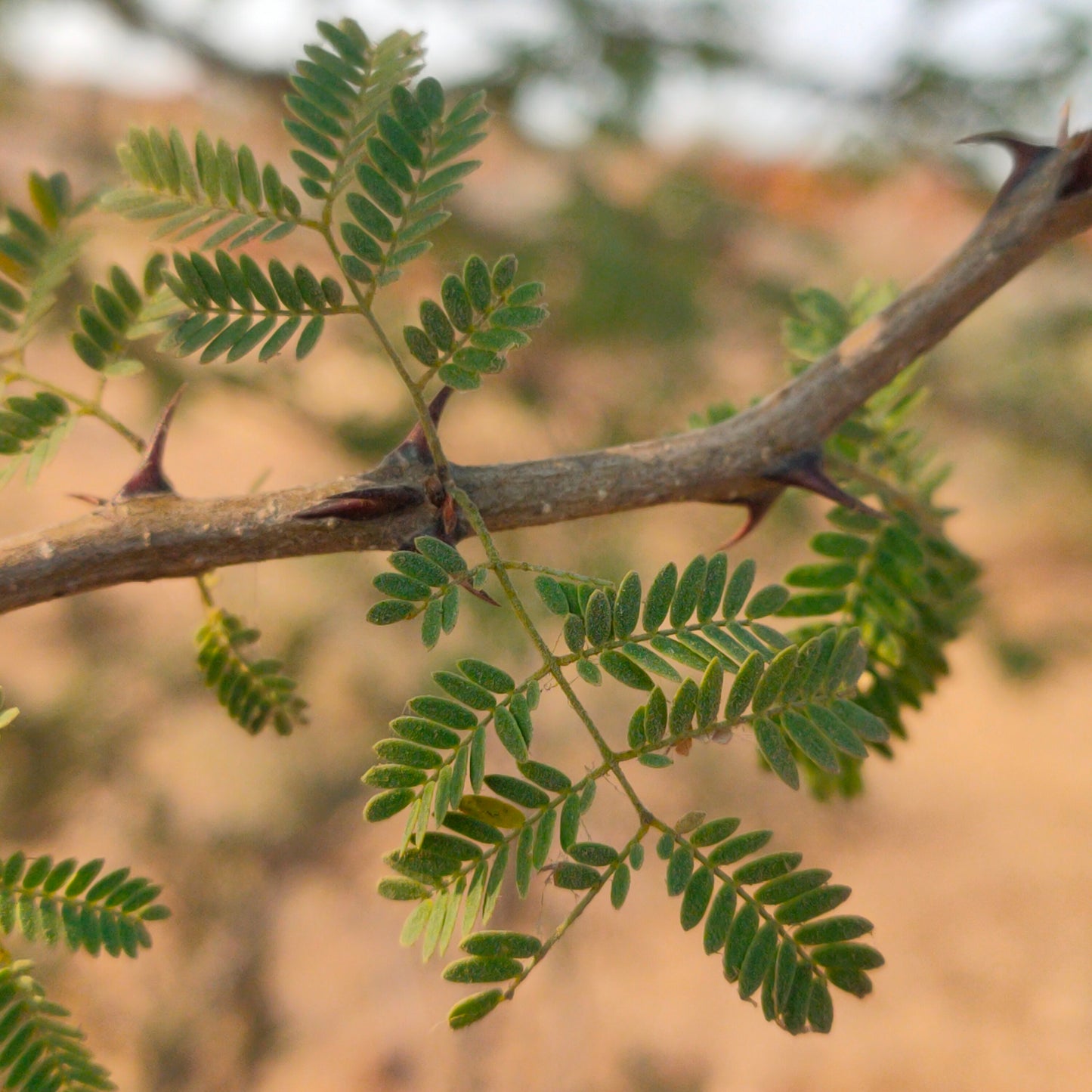 Gum Acacia Gum Arabic Tree (Acacia senegal)