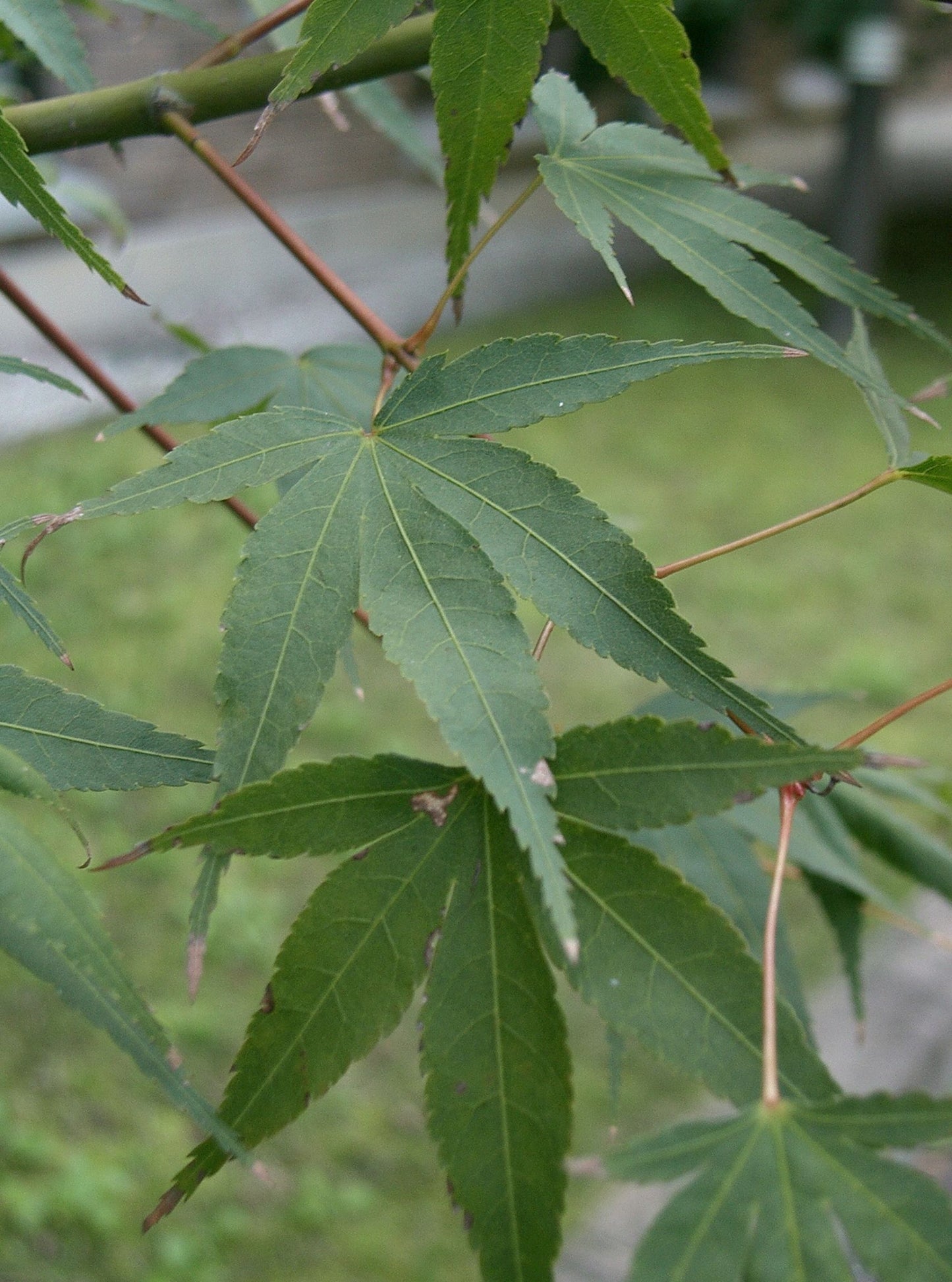 Omato Maple (Acer palmatum ssp. amoenum 'Omato' dry seed)