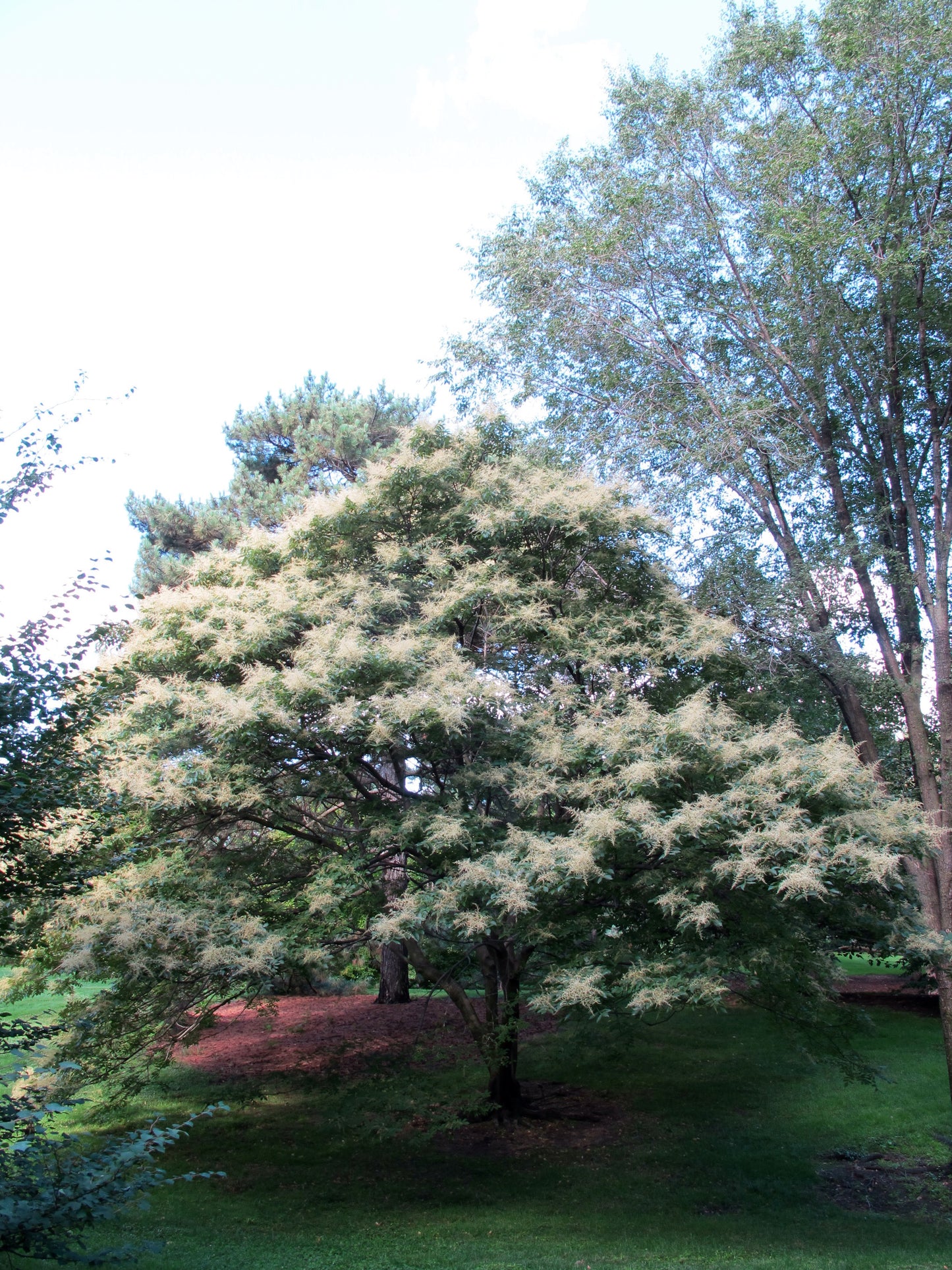 Chinese Sumac Nutgall Tree (Rhus chinensis)
