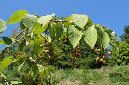 Sakhalin Euonymus (Euonymus sachalinensis)