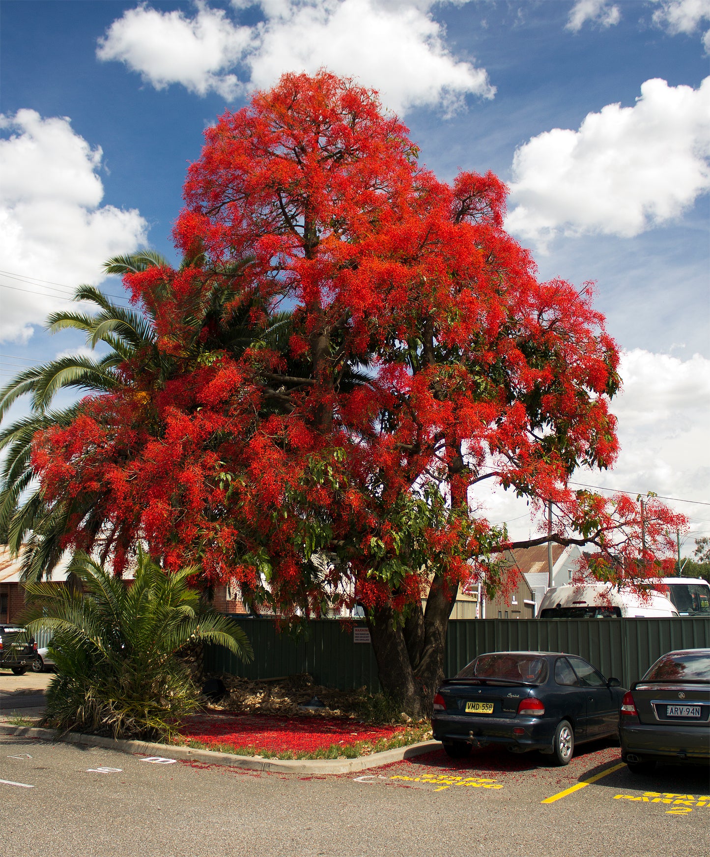 Flame Bottletree Flame Tree (Brachychiton acerifolius)