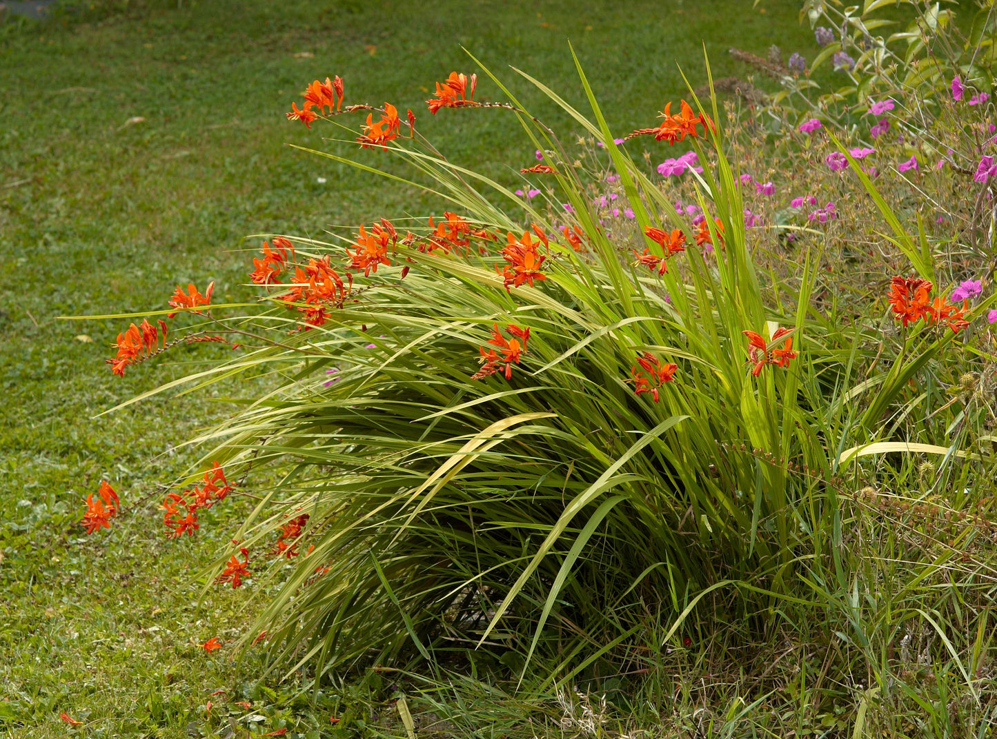 Montbretia (Crocosmia 'Lucifer')