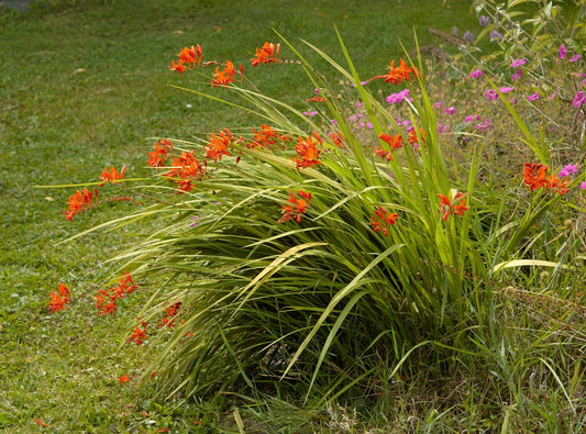 Montbretia (Crocosmia 'Lucifer')