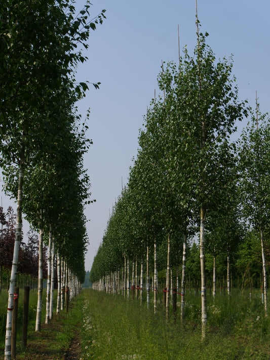 Whitebarked Himalayan Birch (Betula utilis var. jacquemontii)