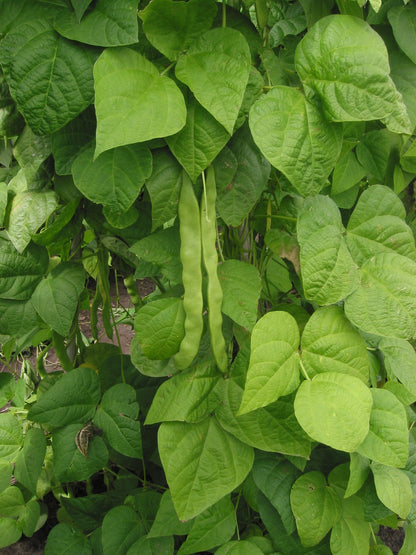 Borlotti Bean Cranberry Beans (Phaseolus vulgaris 'Borlotti')