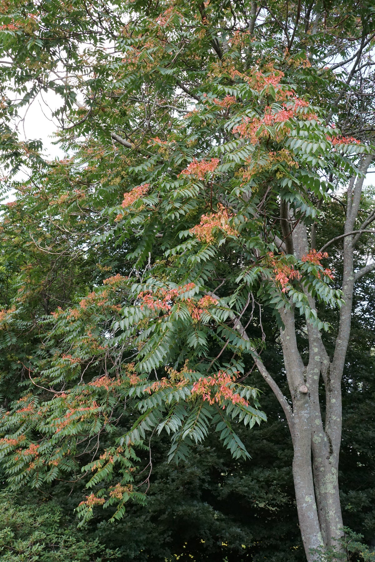 Tree Of Heaven (Ailanthus altissima winged)