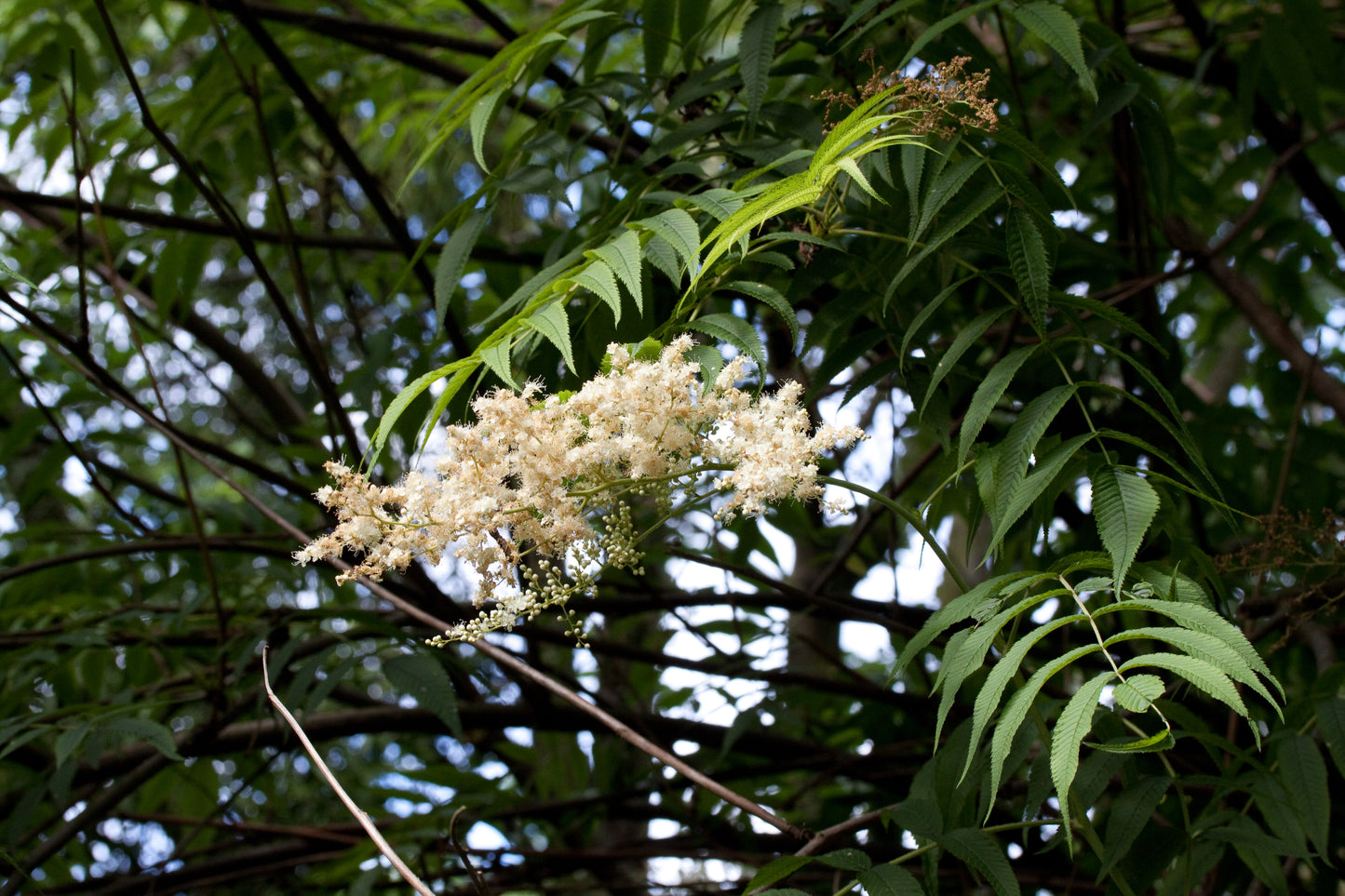 Tree Spirea (Sorbaria arborea)