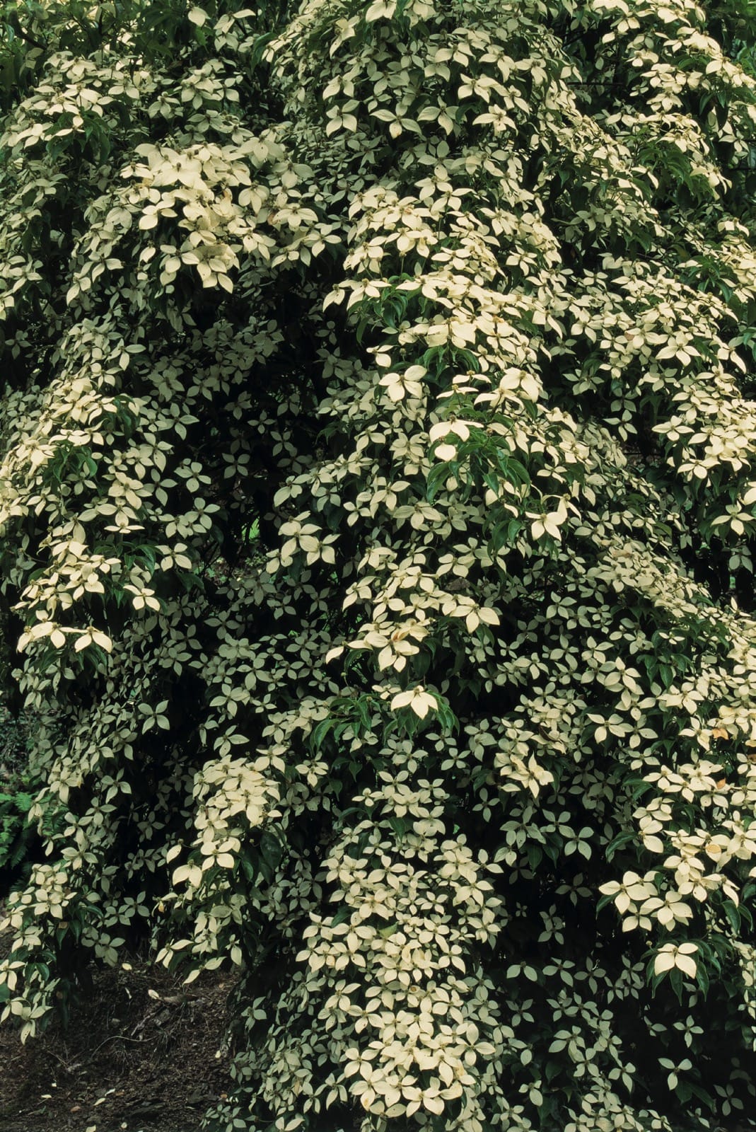 Hong Kong Dogwood (Cornus hongkongensis)