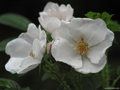 White Rugosa Rose (Rosa rugosa 'Alba')