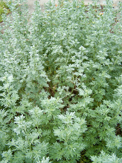 Absinthium Common Wormwood (Artemisia absinthium)