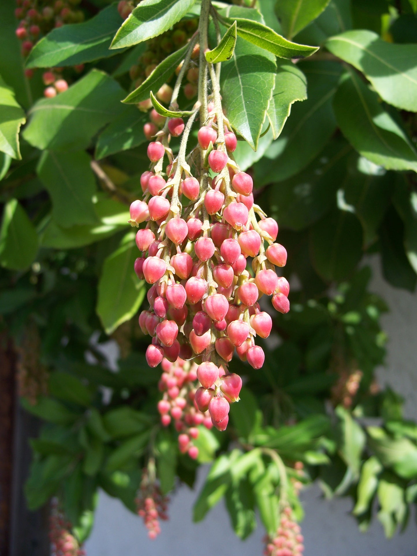 Bearberry Tree (Arbutus menziesii clean seed)