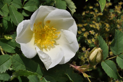 Burnet Scotch Rose (Rosa spinosissima)