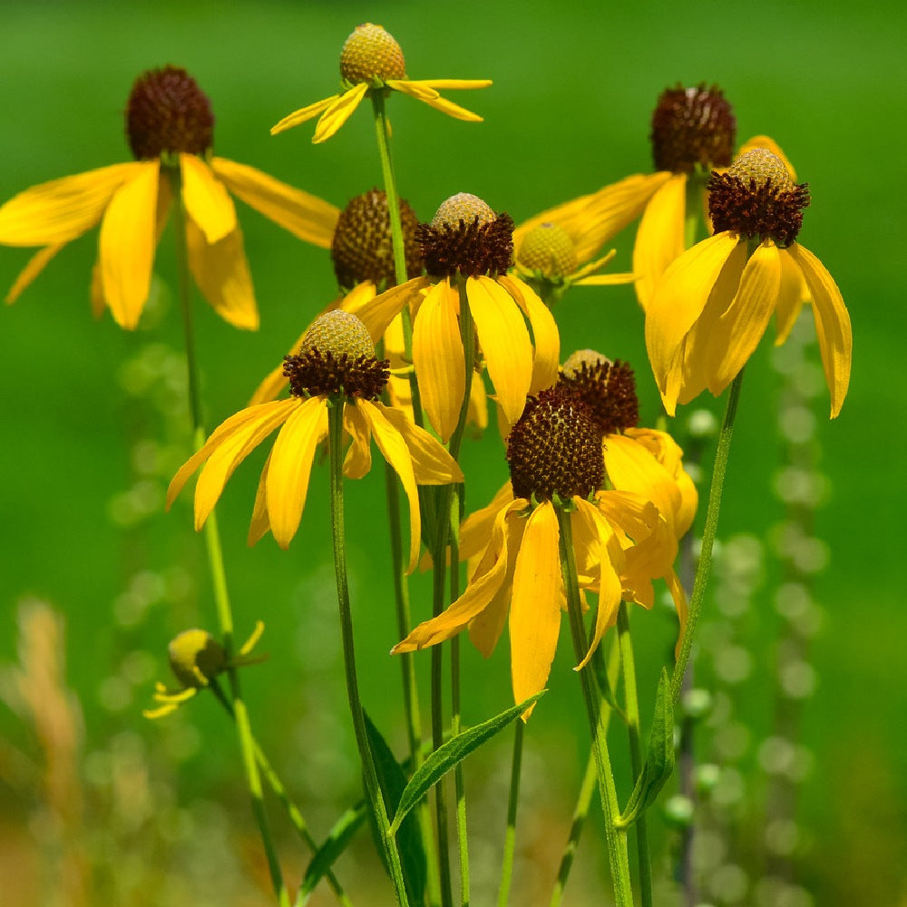 Gray-head Coneflower Gray-head Mexican-hat Prairie Coneflower (Ratibida pinnata)