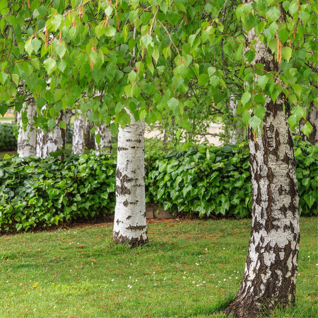 European Weeping Birch White Silver (Betula pendula clean seed)