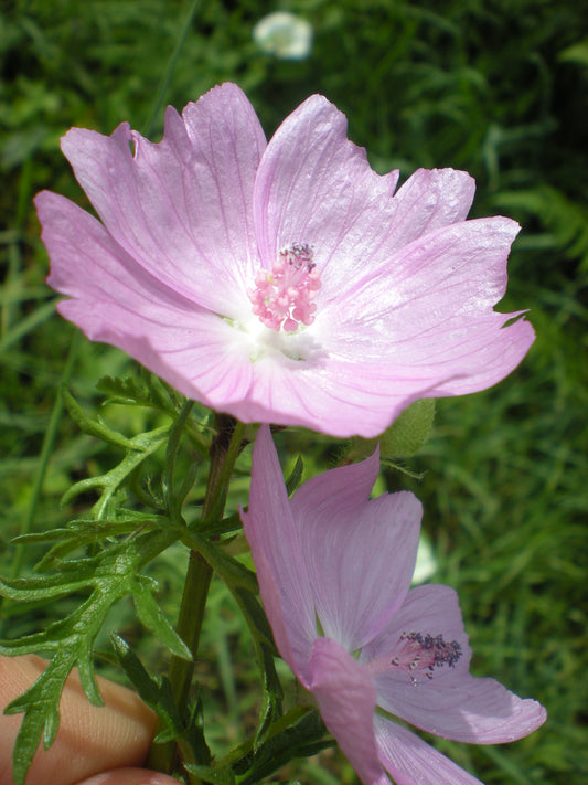 Musk Mallow (Malva moschata)