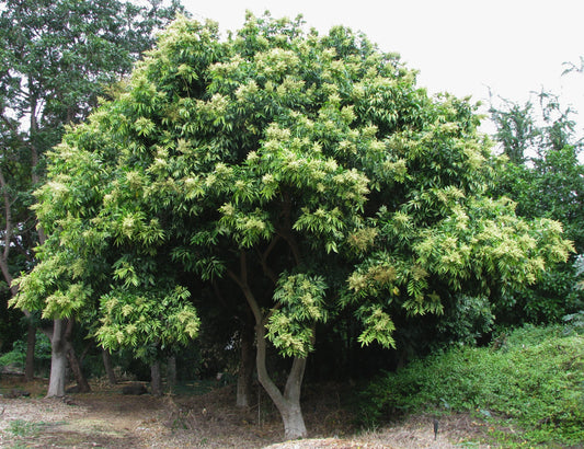 Wingleaf Soapberry (Sapindus saponaria)