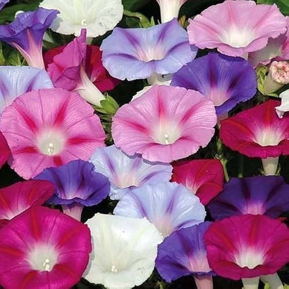 Nil Mix Morning Glory (Ipomoea tricolor Nil Mix)