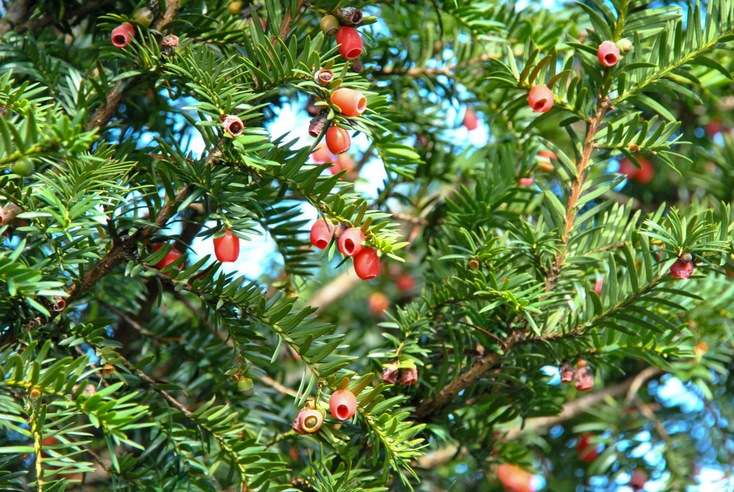 Common Yew English Yew (Taxus baccata)