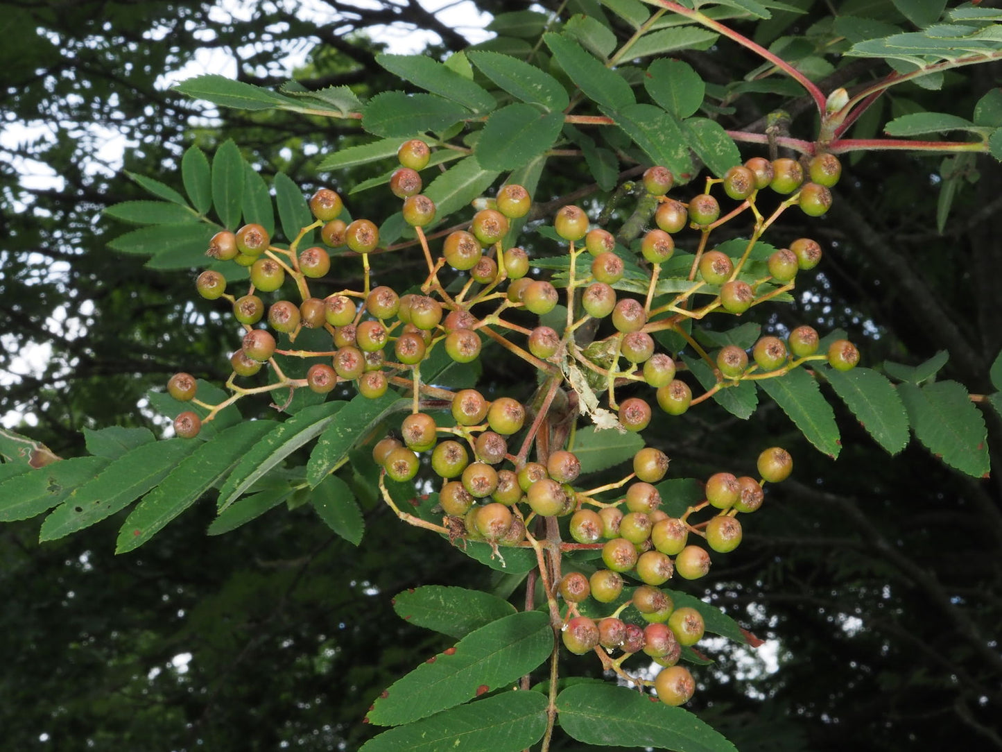 Amur Ash (Sorbus pohuashanensis)