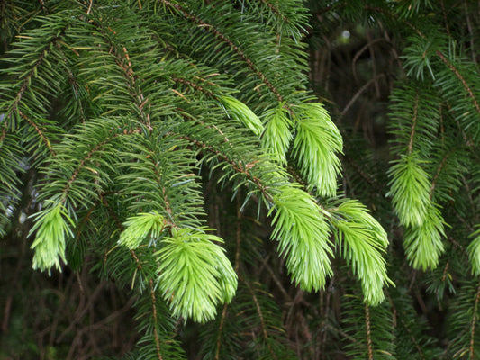 Sitka Spruce (Picea sitchensis)