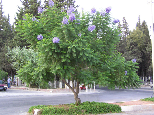 Black Poui, Blue Jacaranda, Green Ebony Fern Tree (Jacaranda mimosifolia)