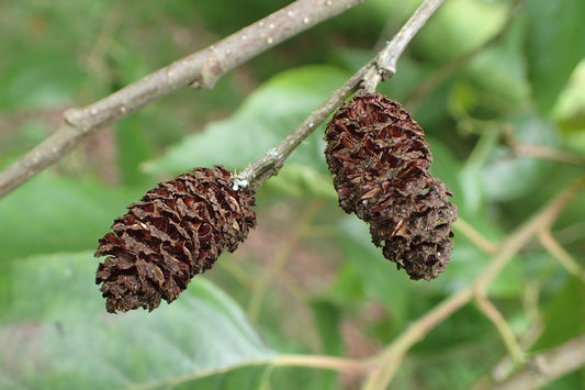 Nepal Alder (Alnus nepalensis)