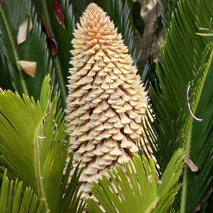 Funeral Palm Sago King Cycad Palm (Cycas revoluta)