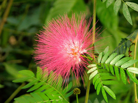 Monkeypod Tree, Raintree (Albizia saman)