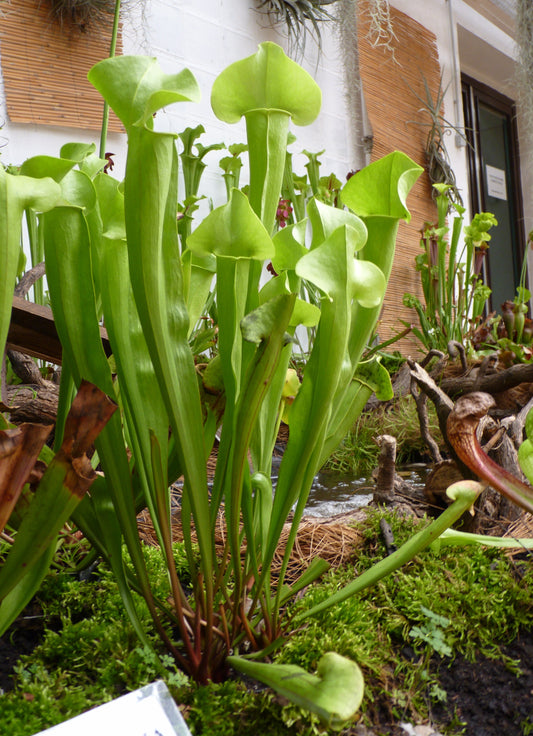 Yellow Pitcher Plant (Sarracenia flava)