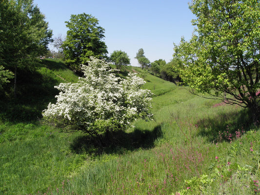 English Smooth Woodland Hawthorn, Mayflower (Crataegus laevigata)