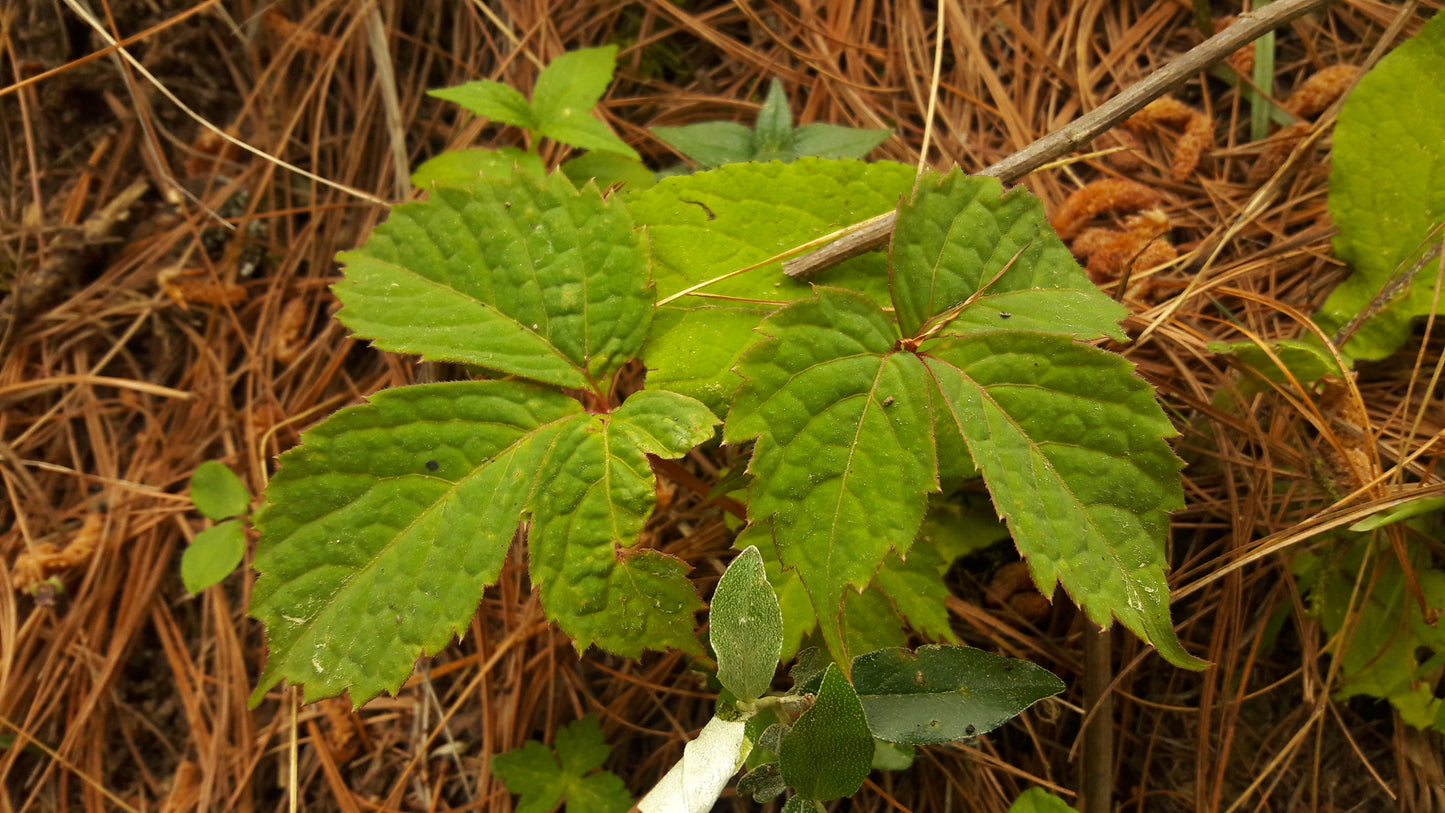 Himalayan Woodbine (Parthenocissus semicordata)