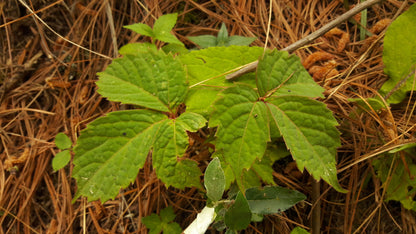 Himalayan Woodbine (Parthenocissus semicordata)