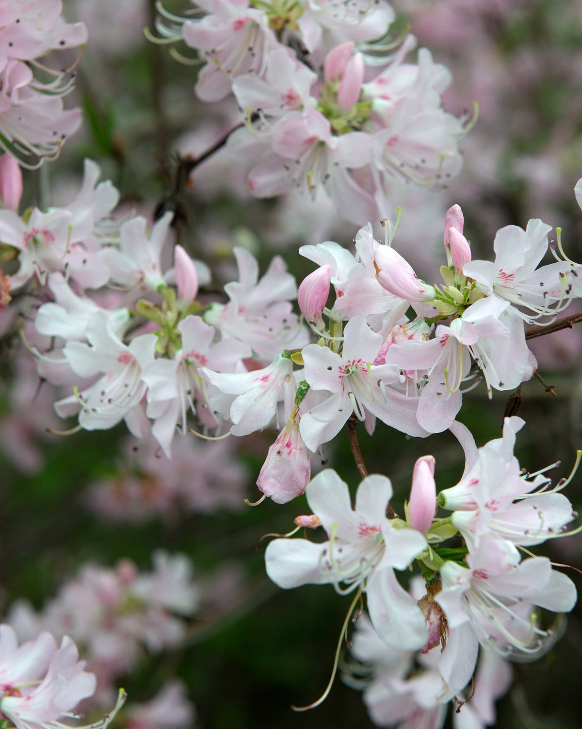Pinkshell Azalea Pinkshell Azalea Pinkshell Rhododendron (Rhododendron vaseyi ...